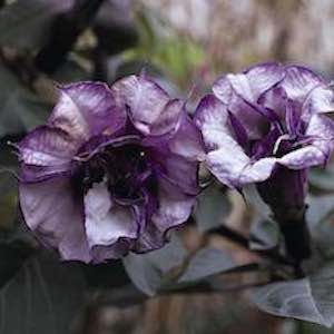Datura spp.