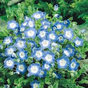 Nemophila menziesii