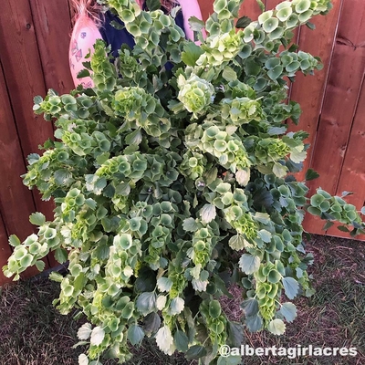 Moluccella laevis
