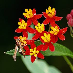 Asclepias curassavica