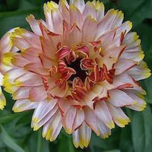 Calendula officinalis