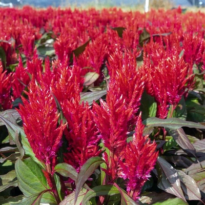 Celosia plumosa
