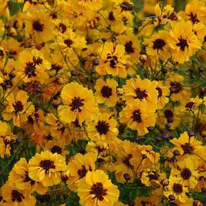 Coreopsis tinctoria