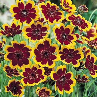 Thelesperma burridgeanum syn. Cosmidium burridgeanum