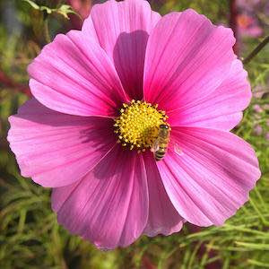 Cosmos bipinnatus