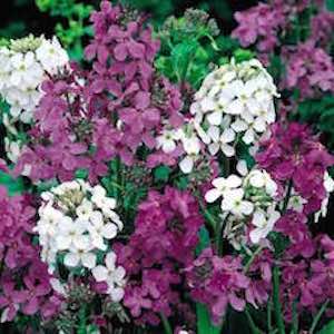 Hesperis matronalis