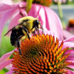 Echinacea spp.