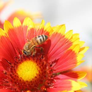 Gaillardia aristata, G. grandiflora