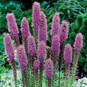 Liatris spicata