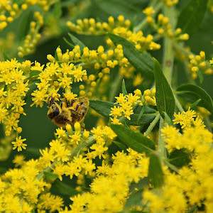 Solidago canadensis