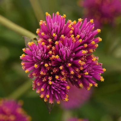 Gomphrena pulchella