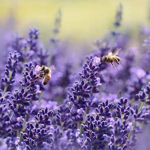 Veronica spicata