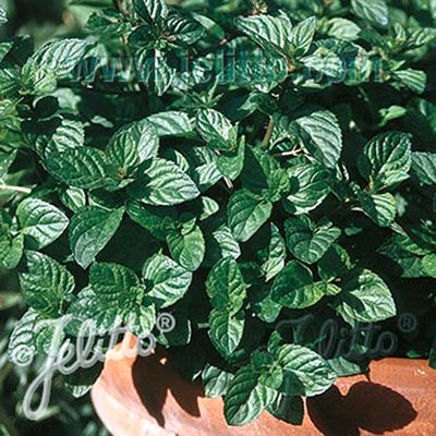 Mentha piperita