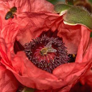 Papaver orientale