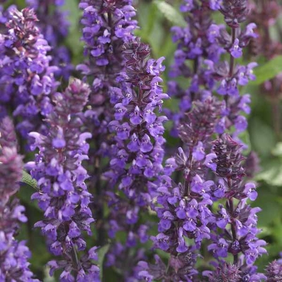 Salvia nemorosa syn. S. x superba