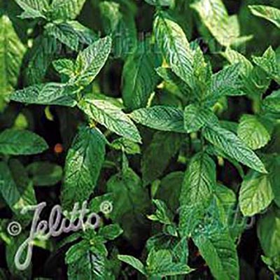 Mentha spicata