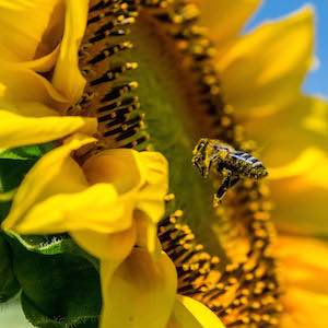 Helianthus annuus