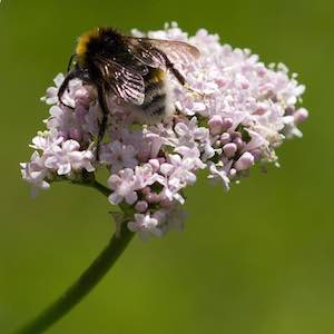 Valeriana officinalis