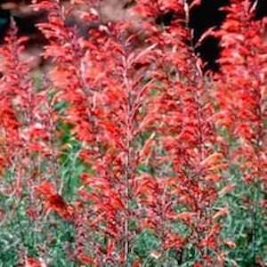 Agastache aurantiaca