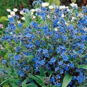 Anchusa