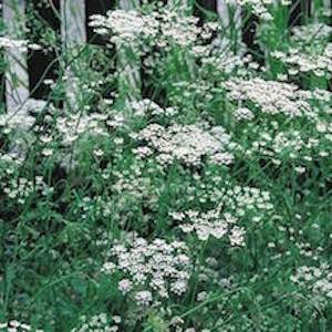 Pimpinella anisum