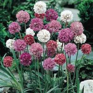 Armeria x formosa