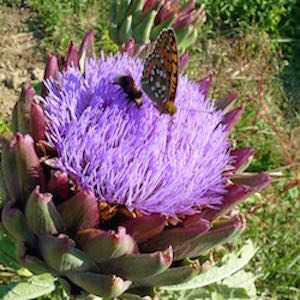 Cynara cardunculus var. scolymus