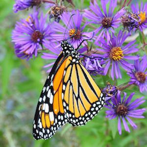 Aster Novi-belgii