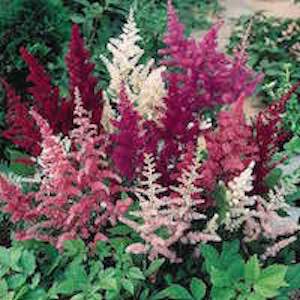 Astilbe x arendsii