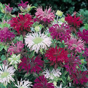 Monarda spp.