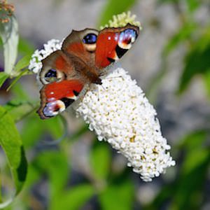 Buddleia davidii