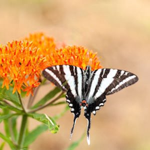 Asclepias incarnata