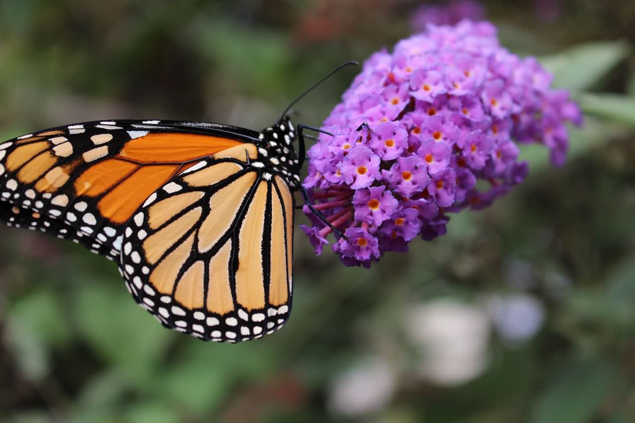 Monarch butterfly on Butterfly Bush