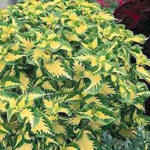 Coleus plants