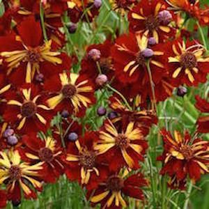 Coreopsis tinctoria