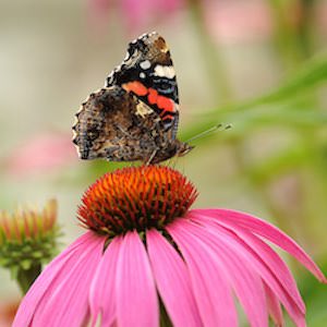 Echinacea spp.