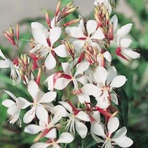 Gaura lindheimeri