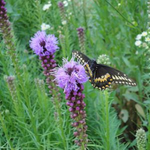 Liatris spicata