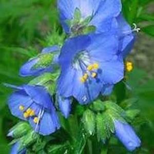 Polemonium caeruleum