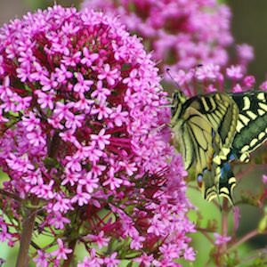 Centranthus ruber