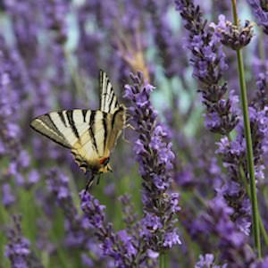 Lavandula spp.