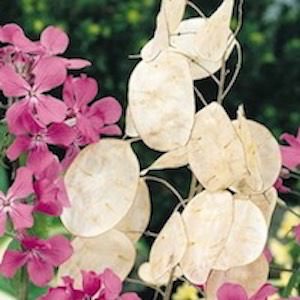 Lunaria annua