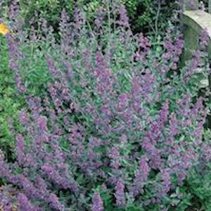 Nepeta spp.