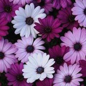 Osteospermum ecklonis