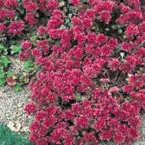 Sedum spurium