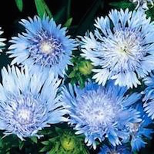 Stokesia laevis