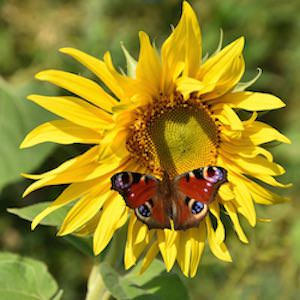 Helianthus annuus