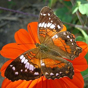 Tithonia rotundifolia