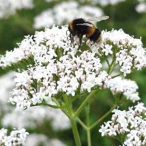 Valeriana officinalis