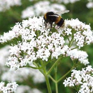 Valeriana officinalis